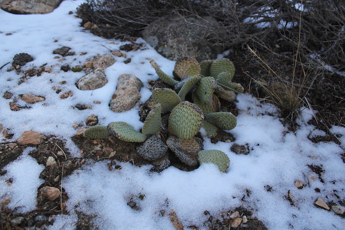 Kaktus im Schnee